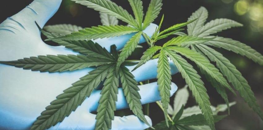 Oltre 500.000 firme in pochi giorni. Firma Digitale e SPID spingono il Referendum sulla Cannabis